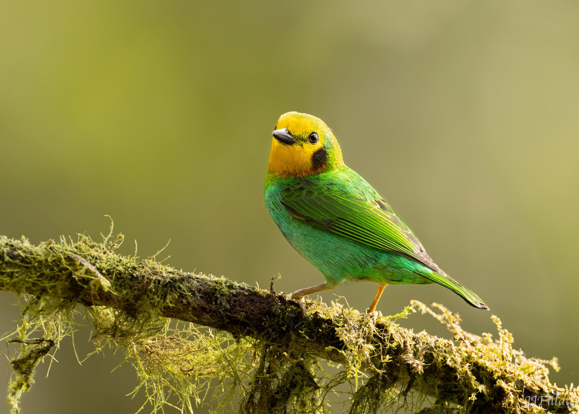 bird of colombia image 79